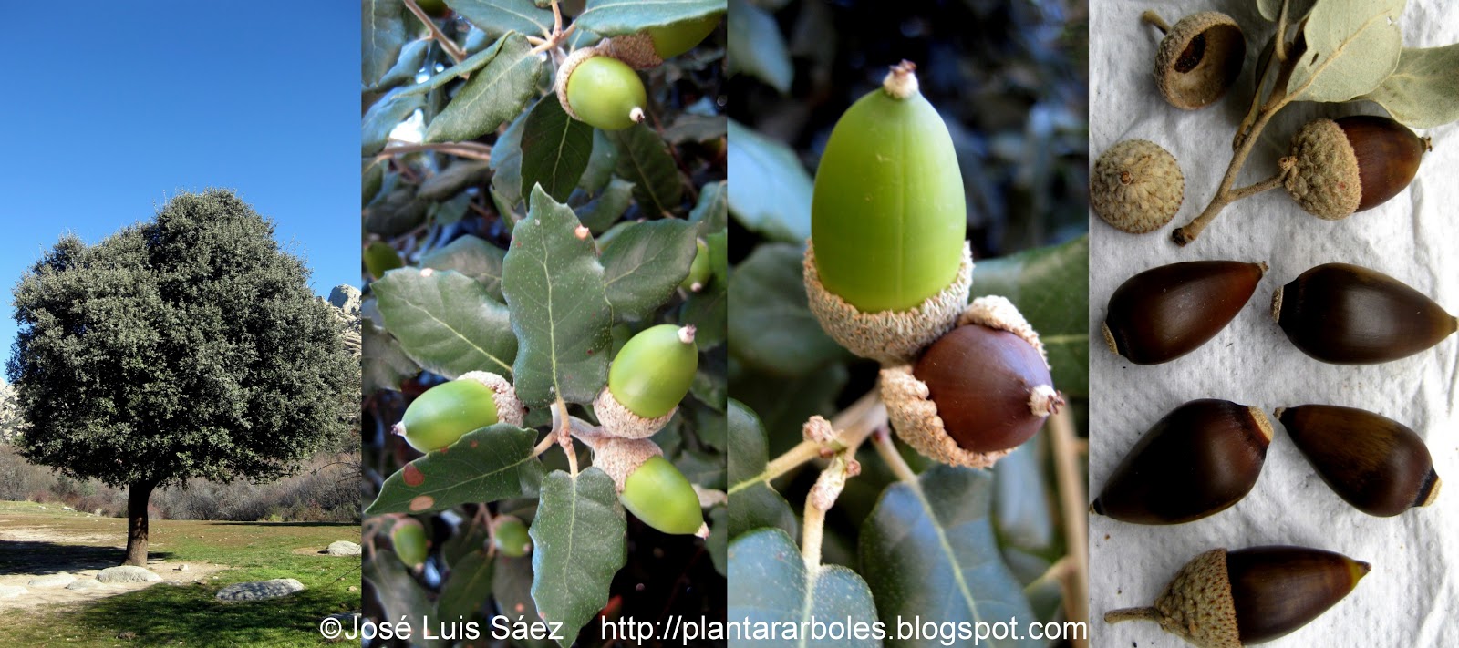 La encina y el fruto que a la vez es la semilla que podemos plantar. Imagen obtenida del blog de José Luis Sáez